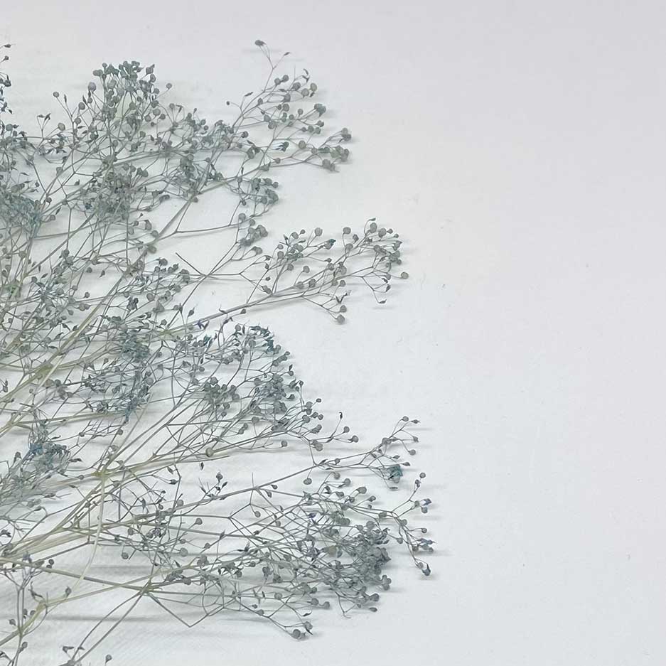 Fleur bleue