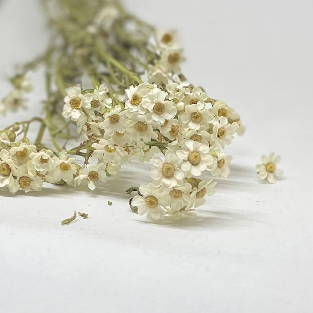 Marguerite
